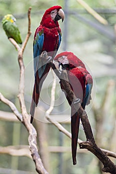 Red and green macaw or green winged macaw, scientific name ara chloropterus parrot bird in Parque das aves Foz do Iguacu Brazil Pa