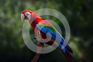 Red-and-green Macaw Parrot