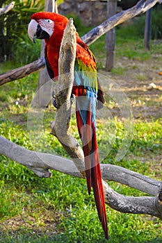 Red-and-green macaw parrot known also as Green-winged macaw parrot, Ara chloropterus, in a zoological garden