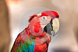Red - green macaw parrot profile view, closeup, outdoors