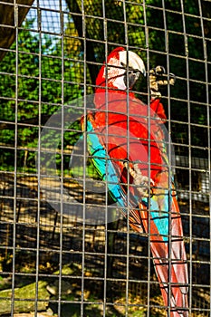 Red and green macaw parrot sitting against the fence of the aviary, tropical bird from America, popular pet in aviculture