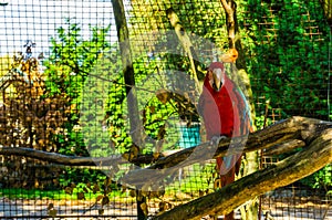Red and green macaw parrot sitting on a tree branch in the aviary, tropical bird from America, popular pet in aviculture
