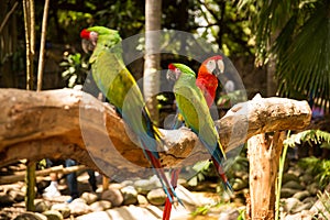Red and Green Macaw Parrots