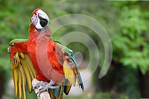 Red-and-green Macaw on perch