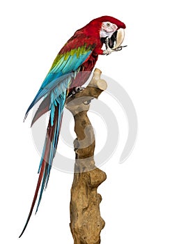 Red-and-green macaw perched on a branch and cleaning itself