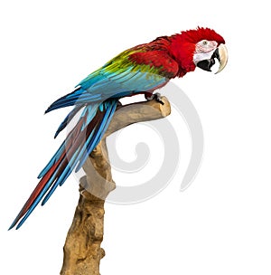 Red-and-green macaw perched on a branch, isolated