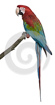 Red-and-green Macaw perching on branch photo