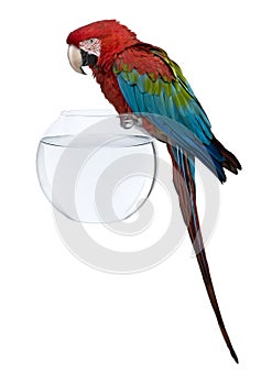 Red-and-green Macaw perching on empty fish bowl photo