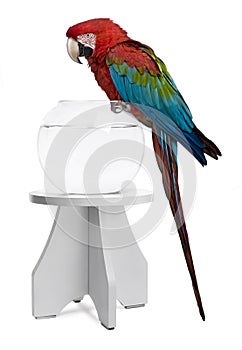 Red-and-green Macaw perching on empty fish bowl