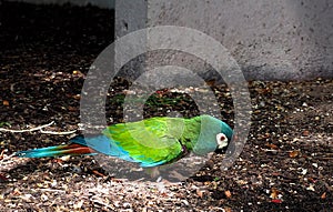 Macaw Or Psittacidae Species photo