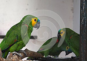 Red And Green Macaw Or Psittacidae Species photo
