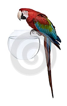 Red-and-green Macaw, standing on fish bowl