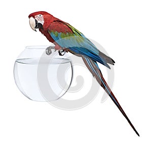 Red-and-green Macaw, standing on fish bowl