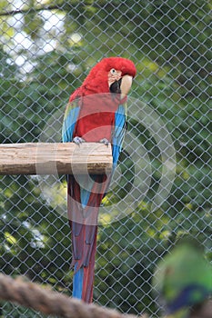 red and green macaw standing in wood structure, front view