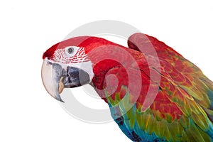 Red-and-green Macaw on white background