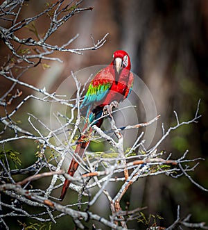 Red and green macaw in the wilds of Brazil