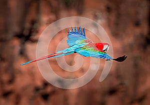 Red and green macaw in the wilds of Brazil in flight