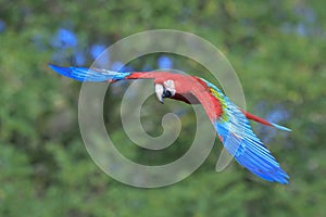 red-and-green macaw, green-winged macaw, Ara chloropterus, in flight photo