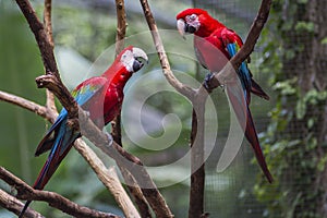 Red and green macaw or green winged macaw, scientific name ara chloropterus parrot bird in Parque das aves Foz do Iguacu Brazil Pa photo