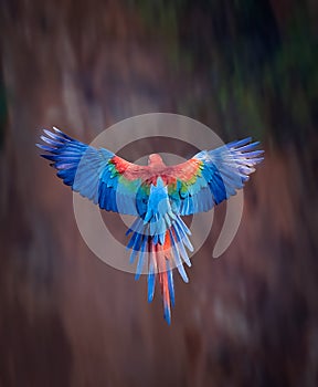 Red and Green macaw with wings spread