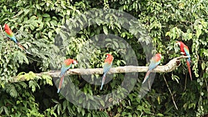 Red-and-green Macaws Ara chloropterus on branch fighting in Manu National Park, Peru, parrots gathering near clay lick
