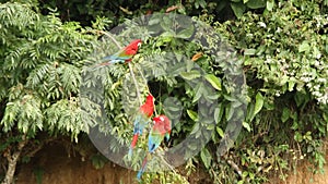 Red-and-green Macaws Ara chloropterus on branch fighting in Manu National Park, Peru, parrots gathering near clay lick