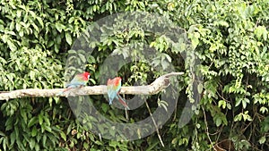 Red-and-green Macaws Ara chloropterus on branch fighting in Manu National Park, Peru, parrots gathering near clay lick