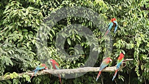 Red-and-green Macaws Ara chloropterus on branch fighting in Manu National Park, Peru, parrots gathering near clay lick