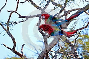 Red And Green Macaws, Ara Chloropterus, Buraco Das Araras, near Bonito, Pantanal, Brazil