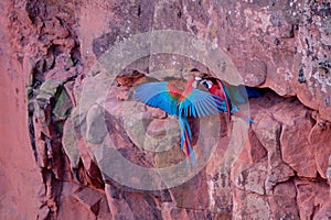 Red And Green Macaws, Ara Chloropterus, Buraco Das Araras, near Bonito, Pantanal, Brazil