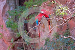 Red And Green Macaws, Ara Chloropterus, Buraco Das Araras, near Bonito, Pantanal, Brazil photo