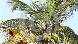 Red-and-green Macaws Ara chloropterus eating coconut fruit on palm tree in Trinidad and Tobago