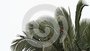 Red-and-green Macaws Ara chloropterus grooming its feathers on palm tree in Manu National Park, Peru
