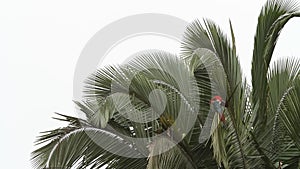 Red-and-green Macaws Ara chloropterus grooming its feathers on palm tree in Manu National Park, Peru