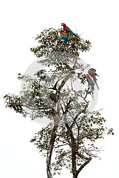 Red-and-green macaws Ara chloropterus grooming its feathers on tree in Manu National Park, Peru, beautiful birds in amazon
