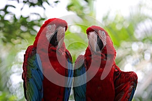 Red-and-green macaws