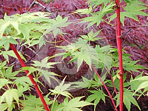 Red and green maples