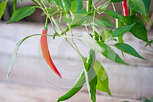 Red and green Millet Spicy Pepper Plant