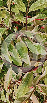 Red and green mix naturaly