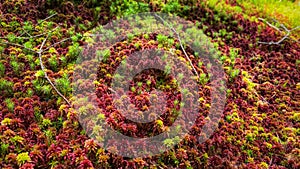 Red and green moss close-up, in Carpathian forest