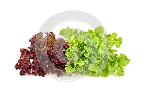 Red and green oak lettuce with water drops on white background