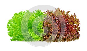 Red and green oak lettuce on white background