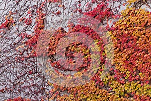 Red, green and orange leaves of parthenocissus tricuspidata veitchii growing on the facade of a building. Also called boston ivy,