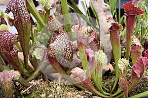 Red and green patterned pitcher plants background