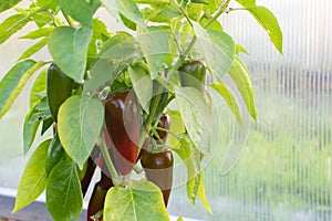 Red-green pepper grows in the greenhouse in the garden.