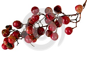 Red and green peppercorn berries on vine isolated