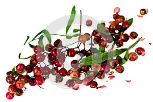 Red and green peppercorn berries on vine isolated