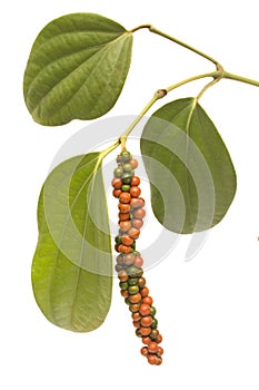 Red and green peppercorn berries on vine isolated