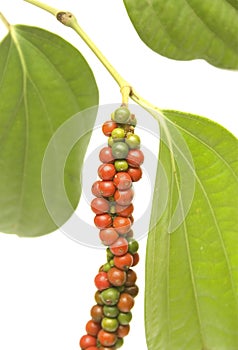Red and Green Peppercorn Berries on Vine isolated