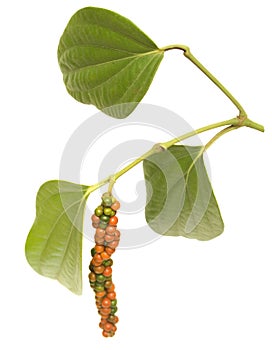 Red and green peppercorn berries on vine isolated